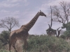 13_giraffe1