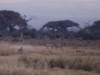 23_gepard