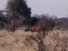 25_nashorn